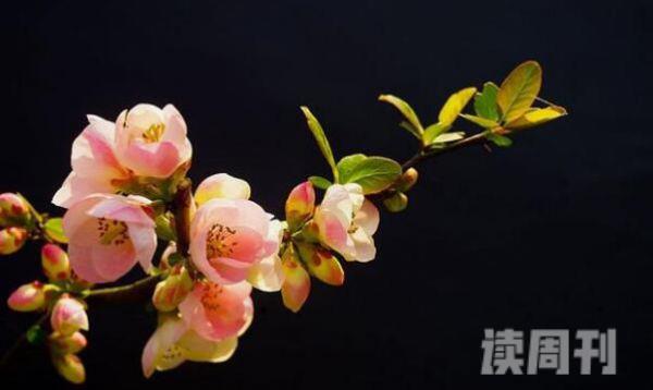 海棠花的花语及诗词图片（海棠花的花语是暗恋吗）(4)