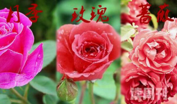 月季和玫瑰在形态特征的区别（玫瑰和月季怎么区分最简单的方法）(1)