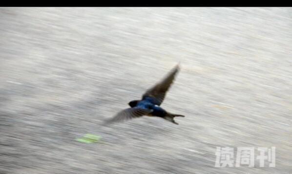 燕子低飞是下雨的前兆（下雨的时候燕子为什么飞得这么低）(4)