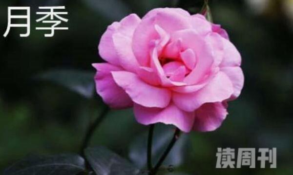 月季花与玫瑰花有何区别（月季花和玫瑰有什么不一样的）(3)