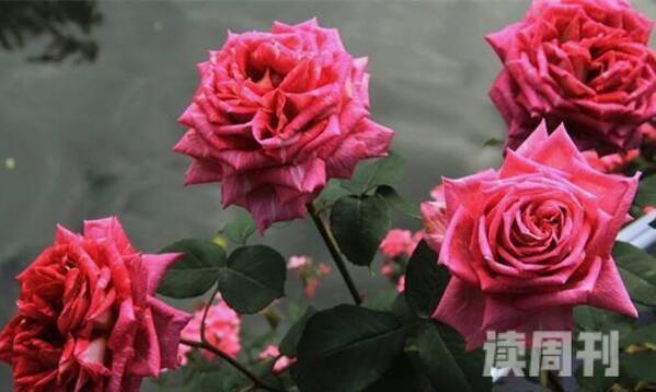 月季花与玫瑰花有何区别（月季花和玫瑰有什么不一样的）(4)