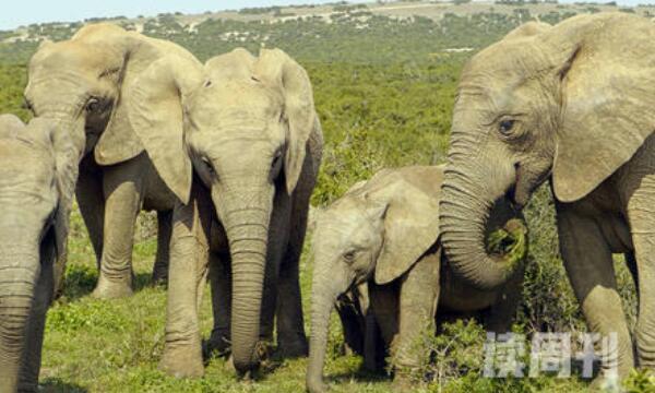 大象用鼻子吸水为什么不能呛着（大象为什么用鼻子吸水不呛肺）(2)