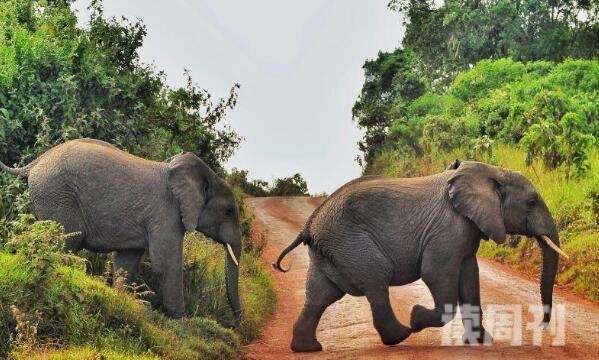 非洲象为啥站着睡觉（大象睡觉方式和特点）(1)