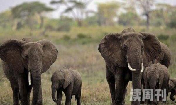 非洲象为啥站着睡觉（大象睡觉方式和特点）(2)