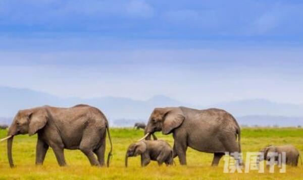 非洲象为啥站着睡觉（大象睡觉方式和特点）(3)