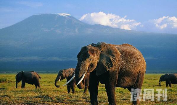 大象怀孕多久才会生下一个象宝宝（小象在大象肚子里的生长过程）(1)
