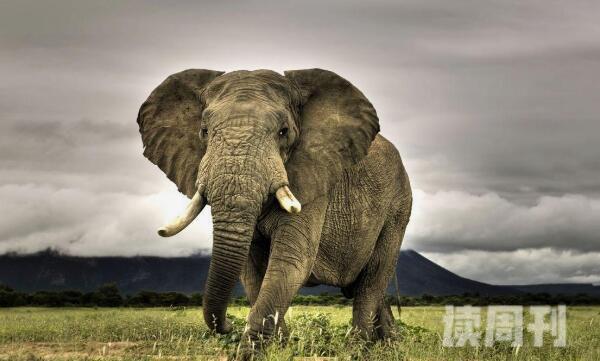 大象怀孕多久才会生下一个象宝宝（小象在大象肚子里的生长过程）(3)