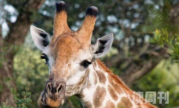 长长颈鹿不能低头超过几秒会死（摔倒会有血压高）