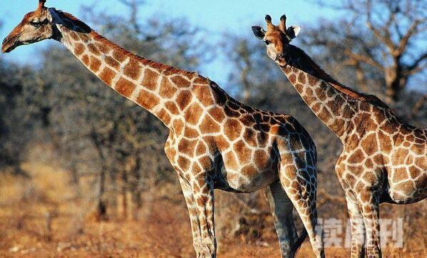 长长颈鹿不能低头超过几秒会死（摔倒会有血压高）(2)