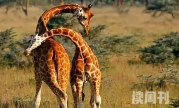 长长颈鹿不能低头超过几秒会死（摔倒会有血压高）(3)