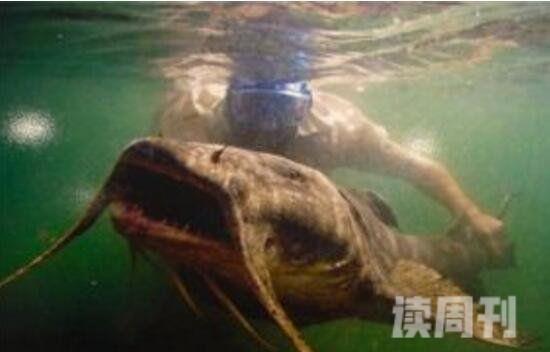 世界上最大的淡水鱼坦克鸭嘴巨型鲶鱼吞食人肉水怪(2)
