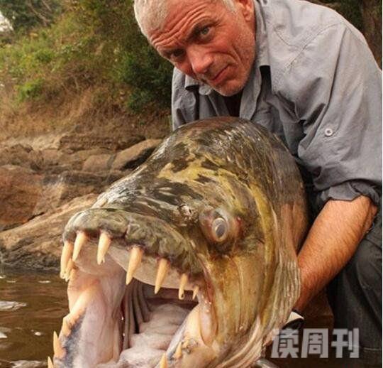 世界上最大的淡水鱼坦克鸭嘴巨型鲶鱼吞食人肉水怪(3)