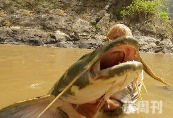 世界上最大的淡水鱼坦克鸭嘴巨型鲶鱼吞食人肉水怪(4)