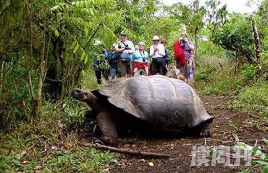 世界上最大的乌龟加拉帕戈斯象龟长6米重800斤(1)