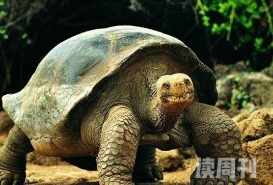 世界上最大的乌龟加拉帕戈斯象龟长6米重800斤(2)