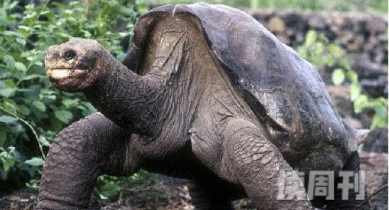 世界上最大的乌龟加拉帕戈斯象龟长6米重800斤(4)