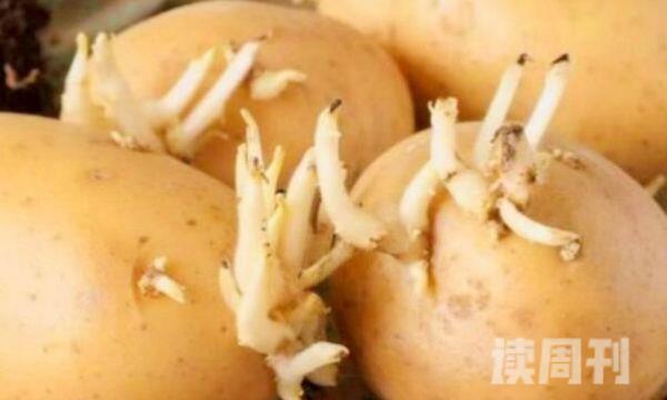 避免土豆发芽（千万不要将土豆放在湿度高的地方）(1)