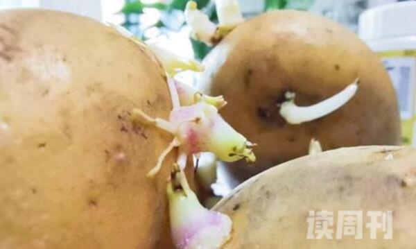 避免土豆发芽（千万不要将土豆放在湿度高的地方）(2)
