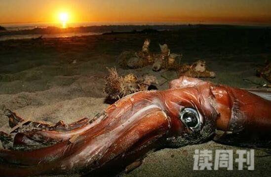世界上第二大乌贼大王乌贼长80米仅次于大王酸浆鱿(3)