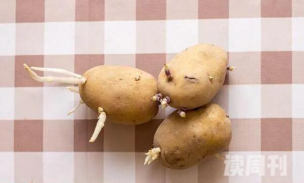 避免土豆发芽（千万不要将土豆放在湿度高的地方）(4)