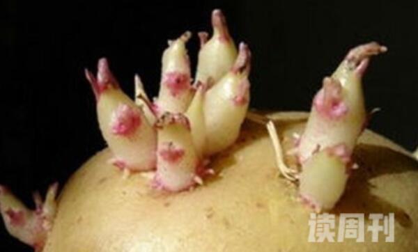 土豆发芽到啥程度不能吃图片（发了芽的土豆会产生致命的龙葵素）(1)