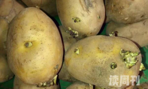土豆发芽到啥程度不能吃图片（发了芽的土豆会产生致命的龙葵素）(2)