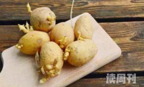 土豆发芽到啥程度不能吃图片（发了芽的土豆会产生致命的龙葵素）(3)