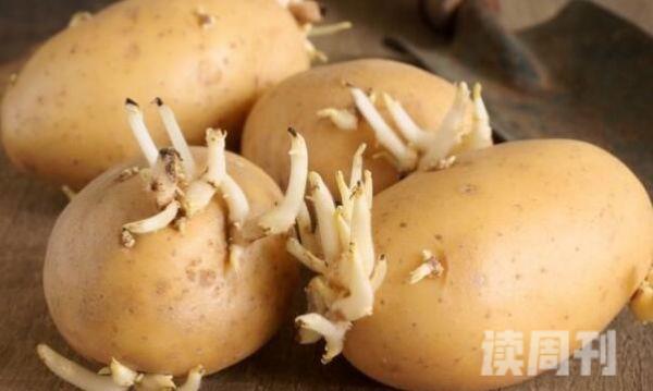 土豆发芽到啥程度不能吃图片（发了芽的土豆会产生致命的龙葵素）(4)