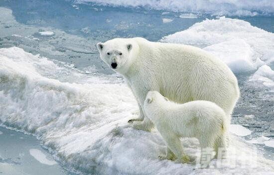 冬眠动物有哪些盘点世界十大冬眠动物北极熊竟也冬眠(3)