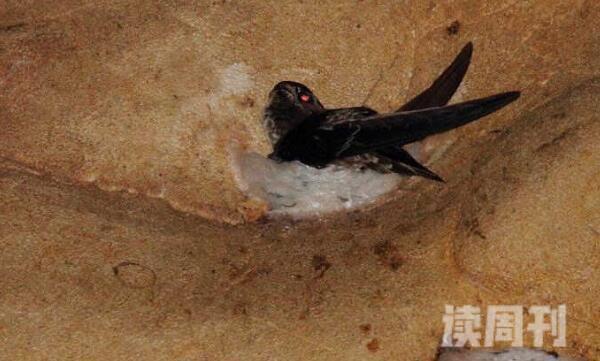 爪哇金丝燕生活习性（半翅目昆虫是它们的主要食物）(2)