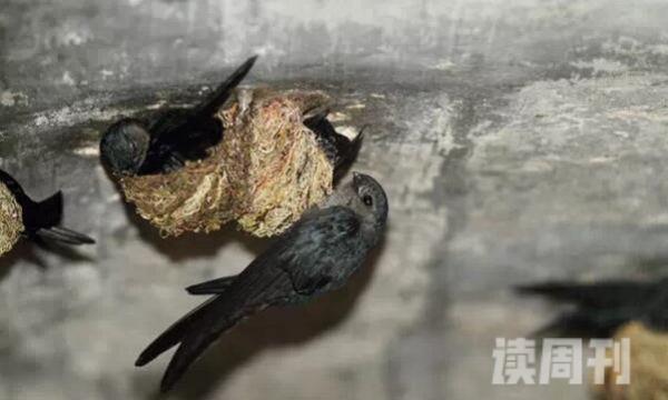 爪哇金丝燕生活习性（半翅目昆虫是它们的主要食物）(3)
