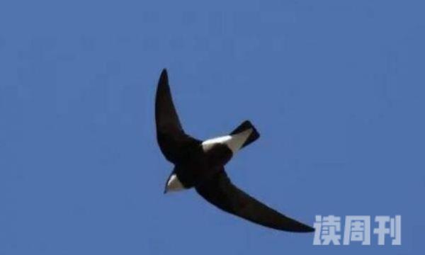 白喉针尾雨燕生活习性（善于飞行飞行速度飞行快）(4)