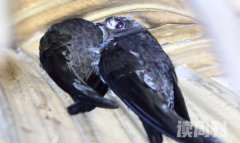 棕雨燕生活习性（经常在空中捕食昆虫是它们的主要食物）