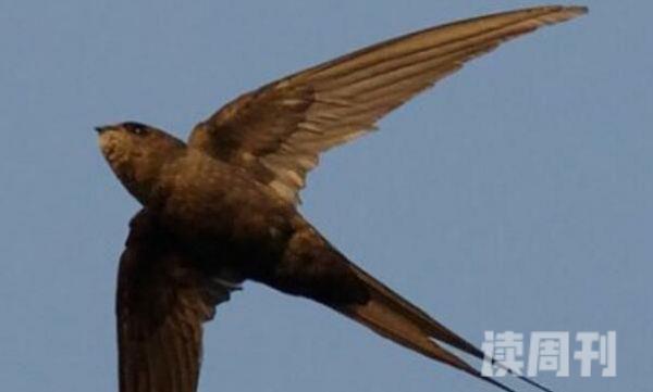 棕雨燕生活习性（经常在空中捕食昆虫是它们的主要食物）(3)