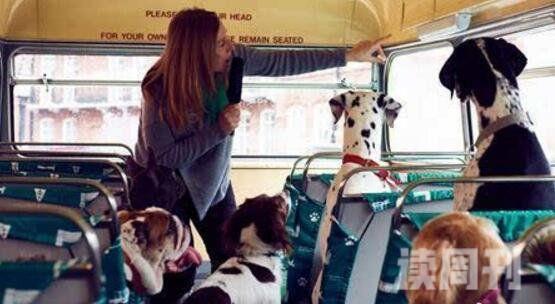 世界首辆狗狗观光巴士英国K9号巴士带上狗说走就走(2)