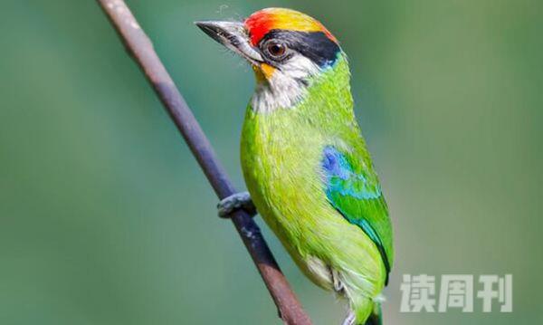 啄木鸟的外形和生活特征（植物的果实种子和花等植物性食物是它们的主要食物(3)