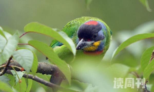 黑眉拟啄木鸟生活习性（喜欢生活在阔叶林、次生林等等地方）(2)