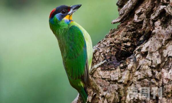 黑眉拟啄木鸟生活习性（喜欢生活在阔叶林、次生林等等地方）(4)