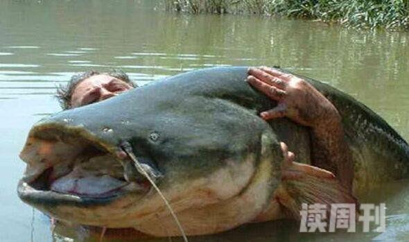 世界上最凶猛的淡水鱼亚马逊鲇鱼体长3米能吞人视频(2)