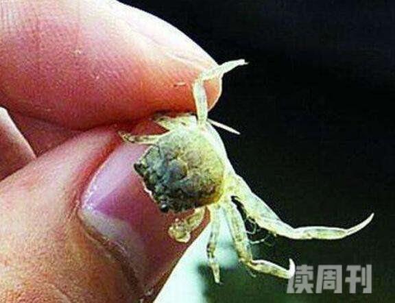 世界上最小的螃蟹豆蟹仅黄豆大小寄生贝类视频(1)