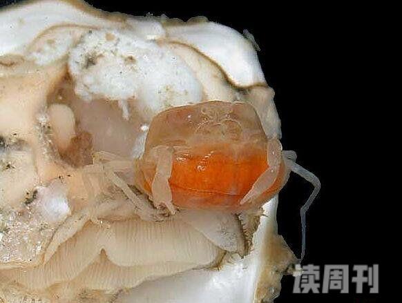 世界上最小的螃蟹豆蟹仅黄豆大小寄生贝类视频(2)