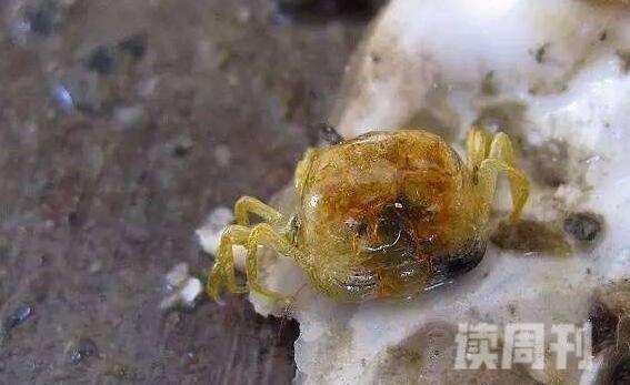 世界上最小的螃蟹豆蟹仅黄豆大小寄生贝类视频(3)