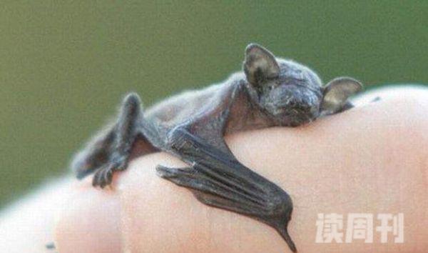 世界上最小的蝙蝠大黄蜂蝙蝠体长2.5厘米重2克图片