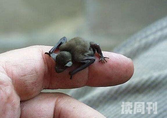 世界上最小的蝙蝠大黄蜂蝙蝠体长2.5厘米重2克图片(2)