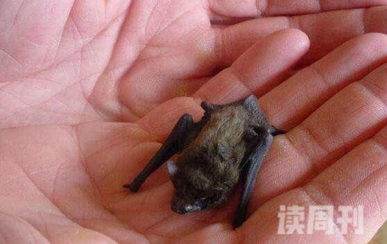 世界上最小的蝙蝠大黄蜂蝙蝠体长2.5厘米重2克图片(3)