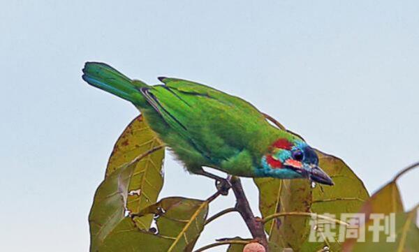 蓝耳拟啄木鸟生活习性（将巢穴建造在林缘和地边的树上）(1)