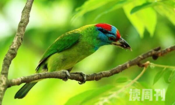 蓝耳拟啄木鸟生活习性（将巢穴建造在林缘和地边的树上）(2)