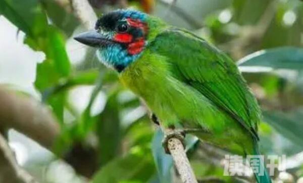 蓝耳拟啄木鸟生活习性（将巢穴建造在林缘和地边的树上）(4)