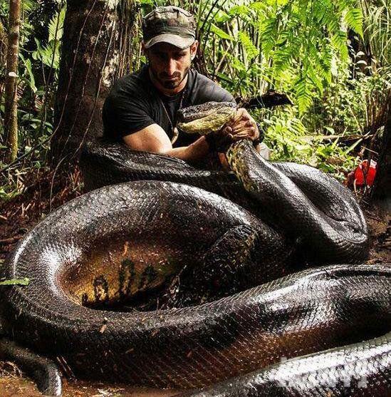 世界上最长的蛇亚马逊绿森蚺最长12米视频图片(1)