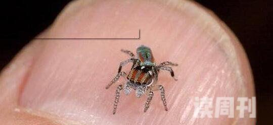 世界上最小的蜘蛛施展蜘蛛仅长0.43毫米小于句号(2)